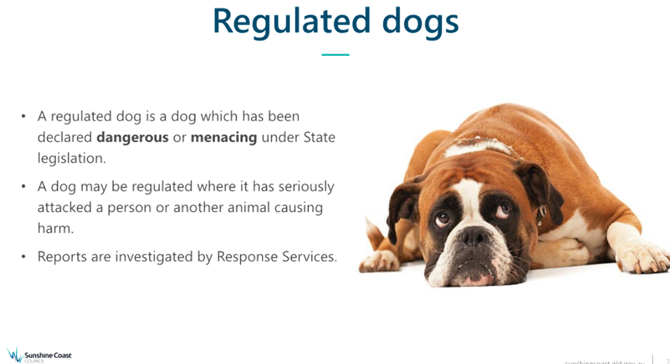 A dog lying down looking at the camera

AI-generated content may be incorrect.